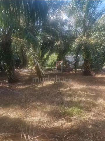 Existing Palm Oil // Daerah Rembau // Linggi // 10 Arce 1