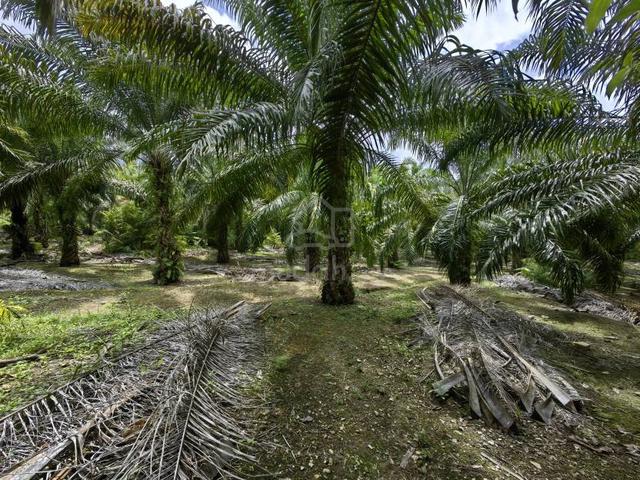 2.5 Acres Freehold Oil Palm Facing Mainroad Benta Damak Jerantut 2