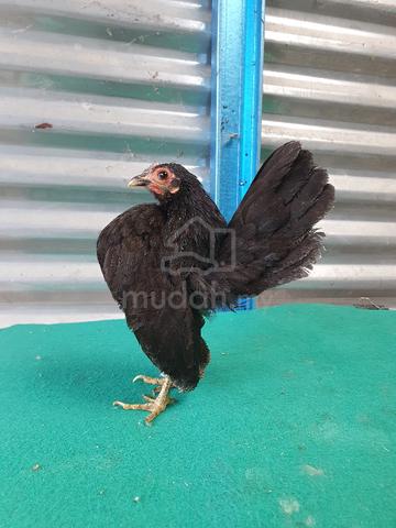 serama sepasang - photo 4 of 4
