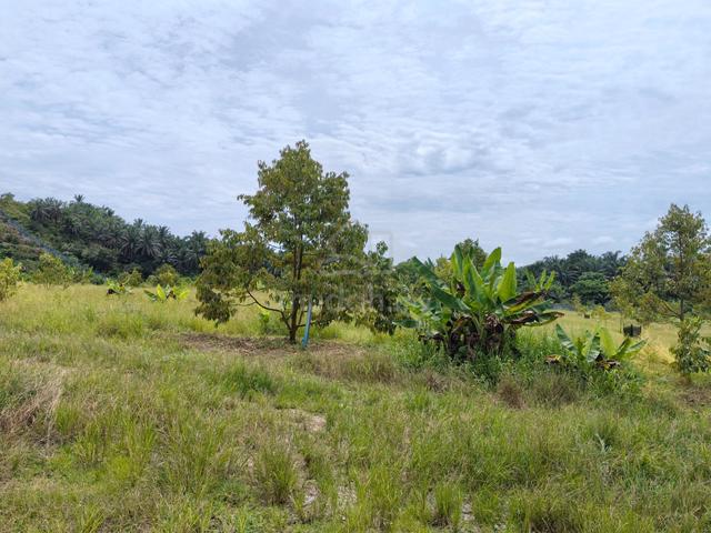 86.5 acres of Durian trees, Mukim Batu Talam, Raub 1