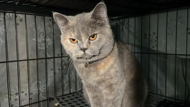 kucing utk dijual - photo 2 of 3