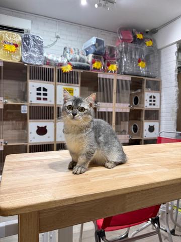 can send Singapore silver shaded bsh munchkin cat - photo 5 of 6
