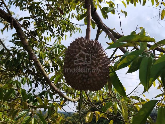 Durian Orchard for Sale!! 1