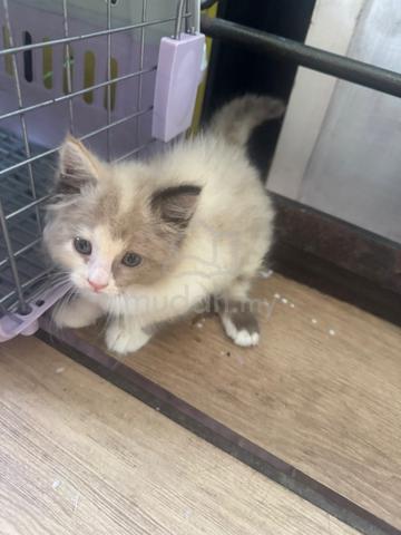 2 kitten utk dijual. - photo 5 of 6