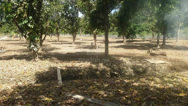 2 Ekar Dusun Durian Berbuah Direct Owner 1