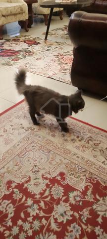 Well Breed BSH Need New Owner - photo 3 of 4