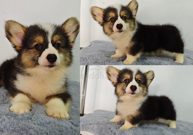 Fluffy coat outlet corgi