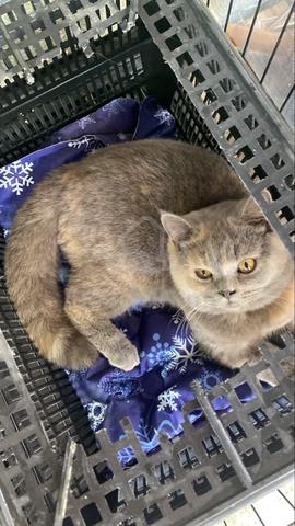 kucing utk dijual - photo 3 of 3