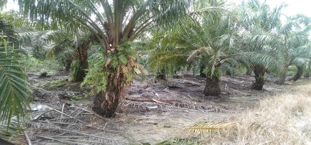 Freehold Palm Plantation Land Bekenu Sibuti 1