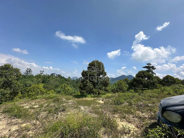 Freehold durian farm agriculture land musang trees ipoh simpang pulai 3