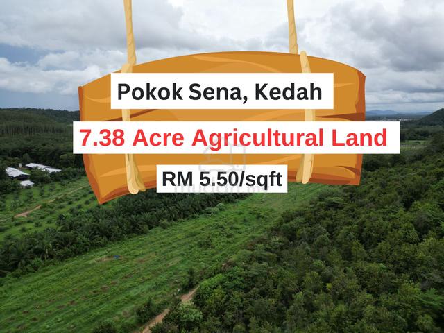 7.38 Acre Agricultural Land Jabi Pokok Sena Kedah For Sale Utk Dijual 1