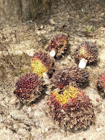 Oil palm land for sale Kahang kluang 1