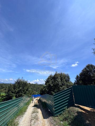4 Acre Durian Farm for Sale  Black thorn  Musang king Land 1