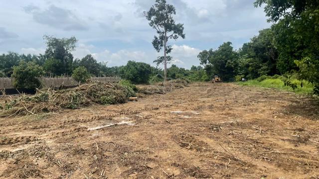 tanah untuk di sewa di Banggol cempedak baru serada 1