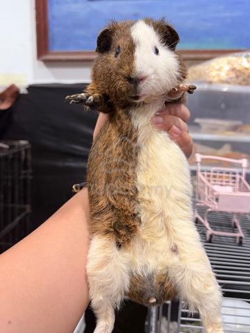 Guinea Pig - Pets for sale in Others, Sarawak