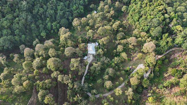 Junjung Kulim Agriculture Durian Land With Empurau 10.81 Acres 1