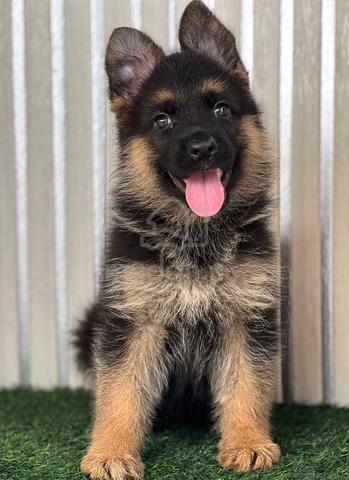 German Shepherd High Quality Female - photo 3 of 5