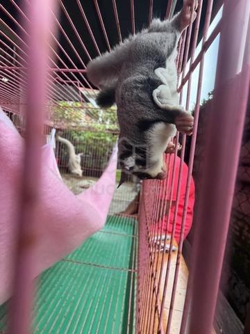 sugar glider - photo 6 of 6