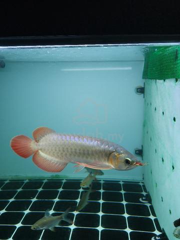 Carousel Image Selected