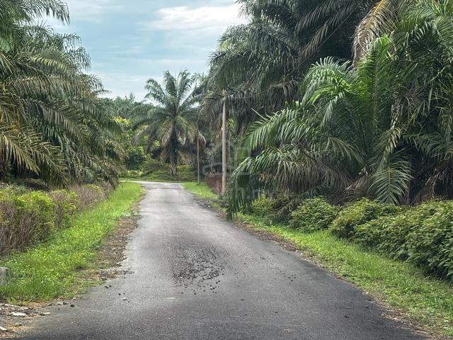 PENGERANG Oil Palm land PERACRES 6 yrs tree 1