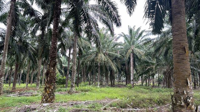 Kluang / Agriculture Land / Oil Palm / 8 Ekar / For Sale 1