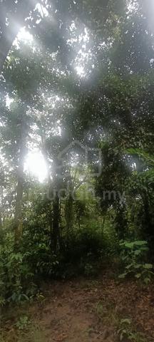 Tanah Freehold Rezab Melayu 1.9 Ekar Kg Balun 1