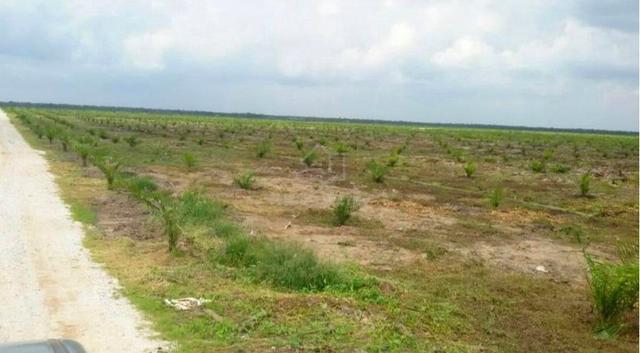 Perak Teluk Intan 3333 acres Palm Oil Land SALE Flat Land Fully 99year 1