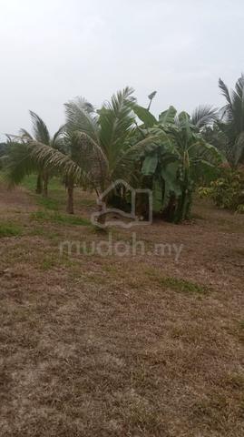 TANAH PERTANIAN TERMURAH UNTUK DIJUAL JALAN GAMBANG MUADZAM (Lepar) 1