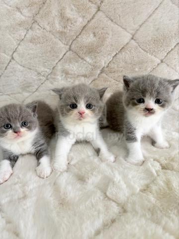 British shorthair - photo 3 of 3