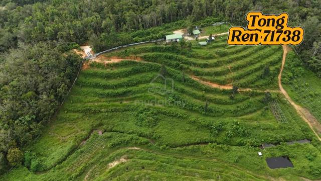 For Sale Durian Farm Gurun > Kedah 1