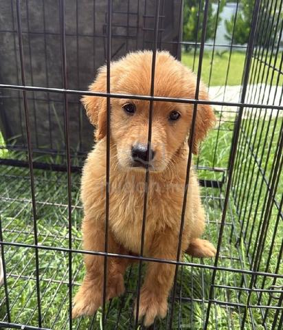 Golden retriever  - photo 2 of 2
