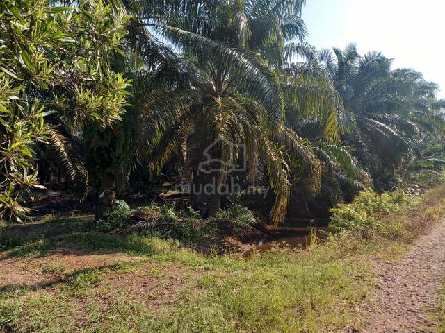TANAH Kebun Sawit, Kampung Ngamarto, Yong Peng, Batu Pahat 1