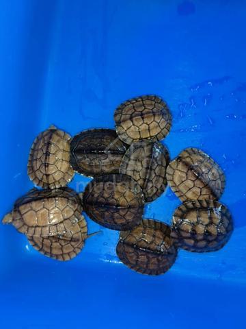 Mauremys mutica turtle - Pets for sale in Kota Damansara, Selangor