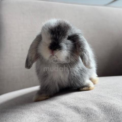 Holland lop bunny ear lop rabbit arnab - photo 2 of 2