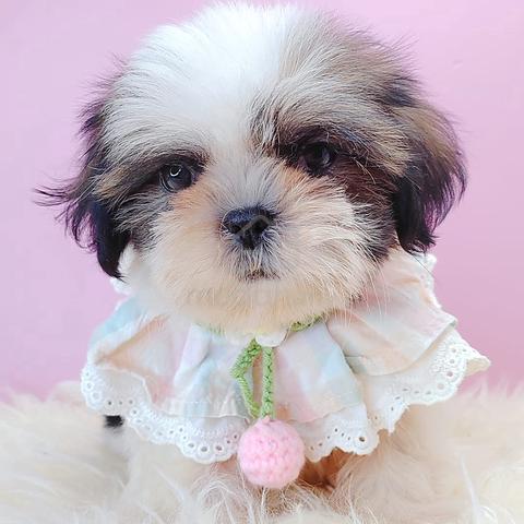 Carousel Image Selected
