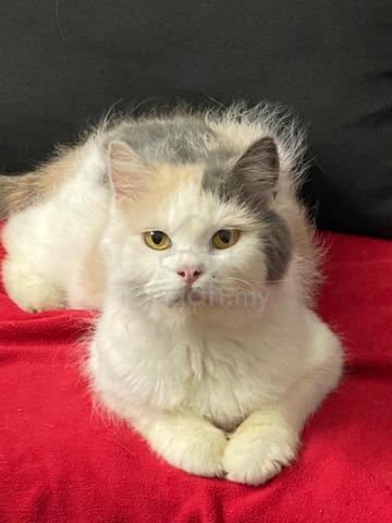 BSH Calico Female - Pets for sale in Setapak, Kuala Lumpur