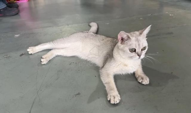 British Shorthair Silver kitten female - photo 3 of 6