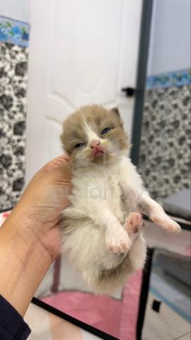 cat for sale - photo 3 of 6
