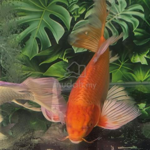 43cm big size butterfly Koi fish for sale - photo 2 of 3