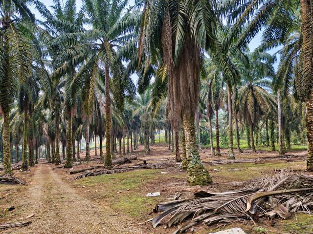 Kulai Sedenak Kampung Murni 8 Acres Oil Palm Land,Kulai 1