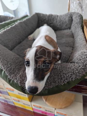 Carousel Image Selected