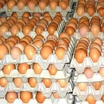 Telur ayam pembekal Anim Agro