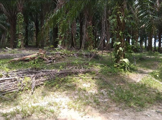 tanah non bumi murah di alor gajah 2