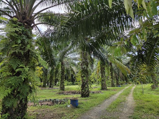 Plam Oil & Durian farm with a House - Surrounding with Taman 1