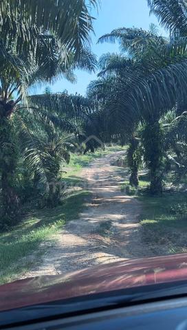 Tanah sawit rtk bukit sagu 1