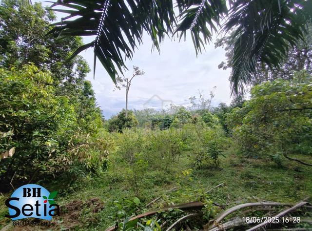 Agricultural Investment Land | Freehold  | 6.5 Acres | Kemaman 1