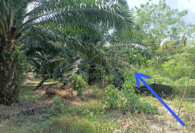 1.5 Ekar Tanah Kosong Kg Sedeng Segamat Johor 1