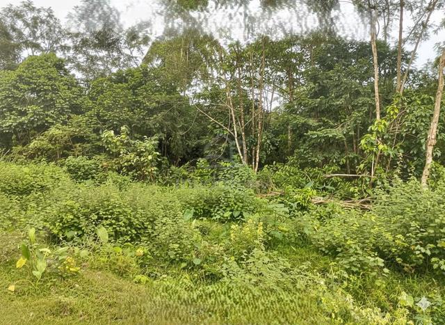 Tanah 2.44 Ekar di Sedim Kedah Untuk Dijual 1