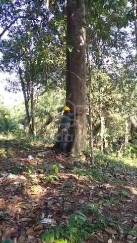 Tanah Kebun Berbaloi Di Kedah 4