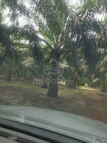 Kebun sawit murah 1